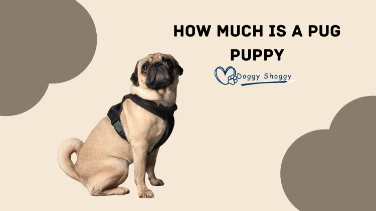 How Much is a Pug Puppy