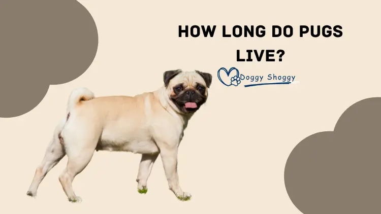 How long do pugs live