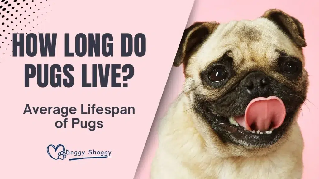 How long do pugs live