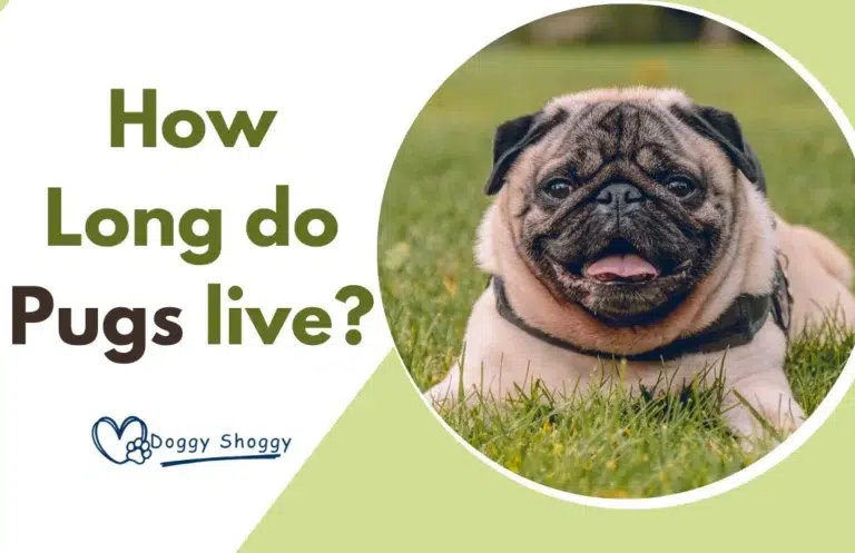 How long do pugs live (Average Lifespan)?
