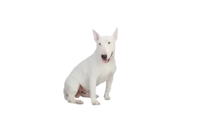 Bull Terrier 