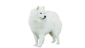 Samoyed