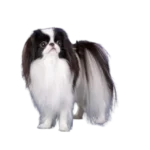 Japanese Chin 