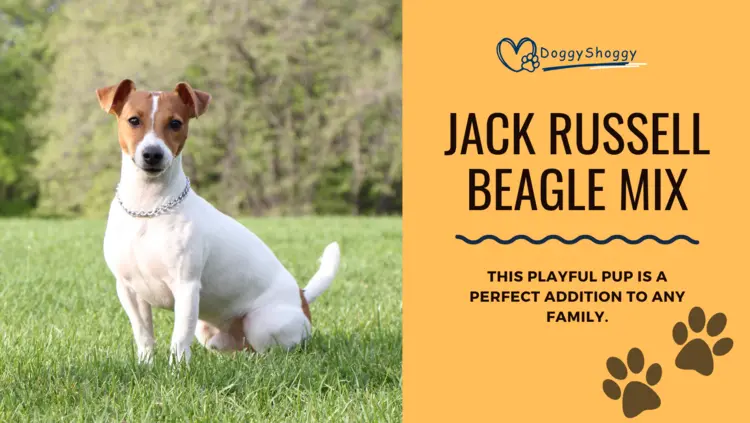 Jack Russell Beagle Mix