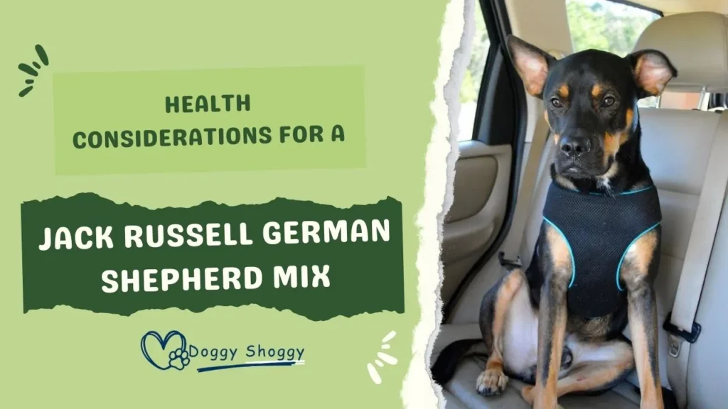 Jack Russell German Shepherd mix
