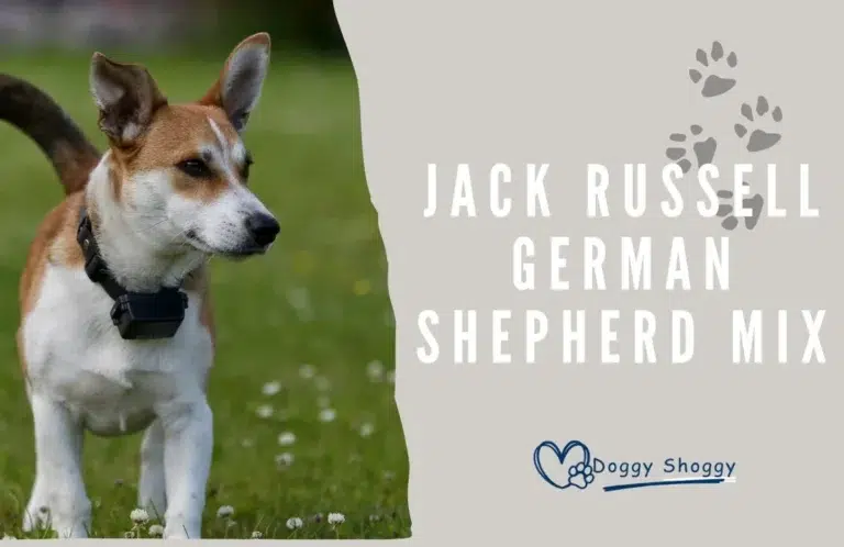 Jack Russell German Shepherd mix
