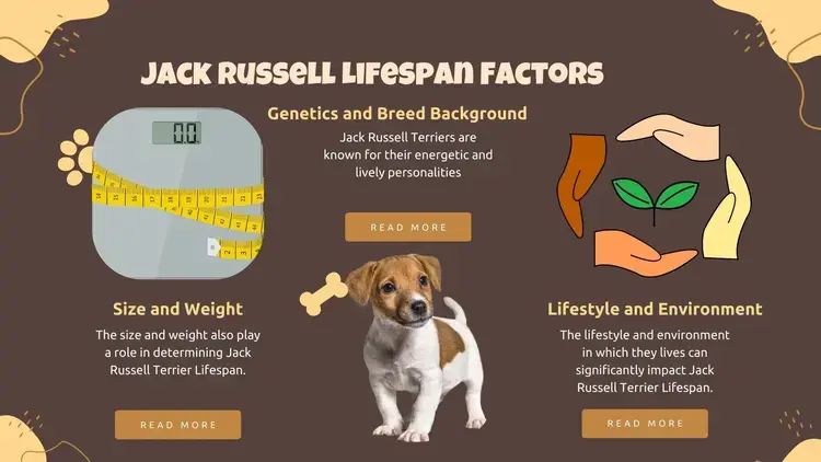 Jack Russell Lifespan Factors