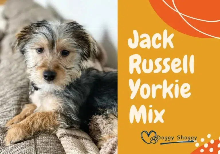 Jack Russell Yorkie Mix