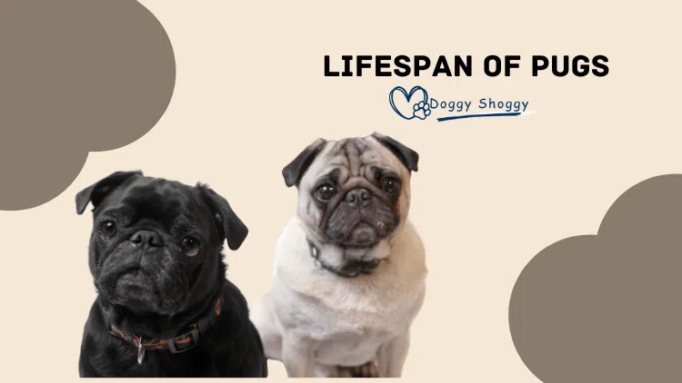 Lifespan of Pugs