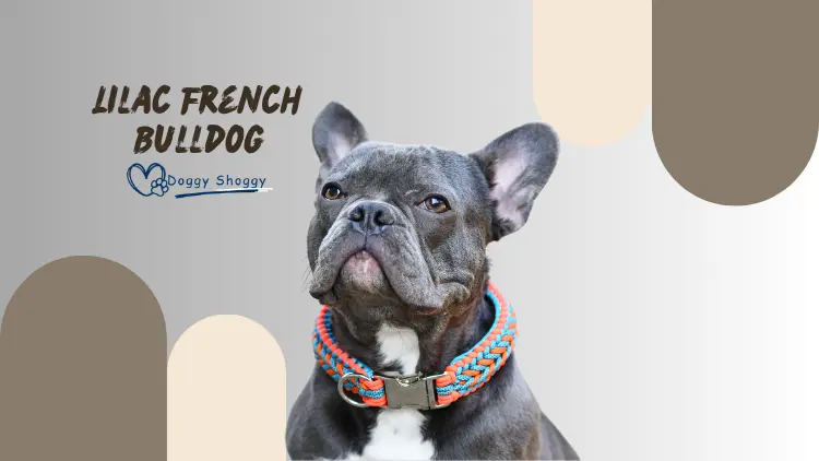 Lilac French Bulldog