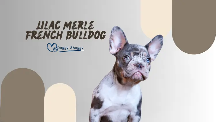 Lilac Merle French Bulldog