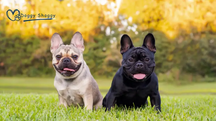 Lilac and Tan French Bulldogs
