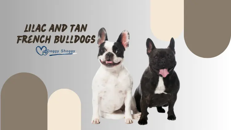 Lilac and Tan French Bulldogs