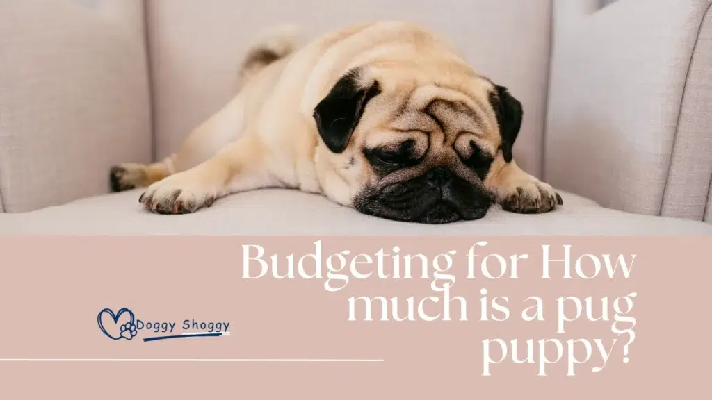 How much is a pug puppy