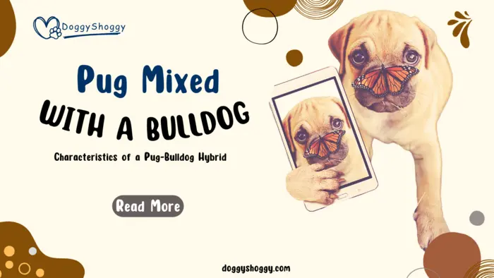 Pug Mixed With A Bulldog | American Pugabull
