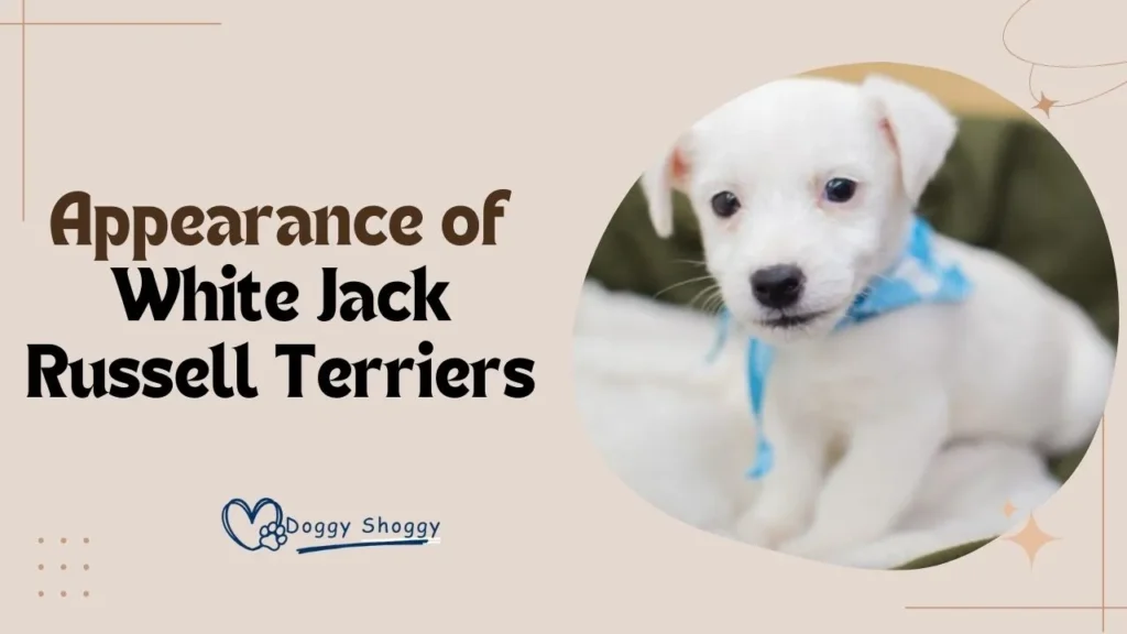 White Jack Russell Terrier