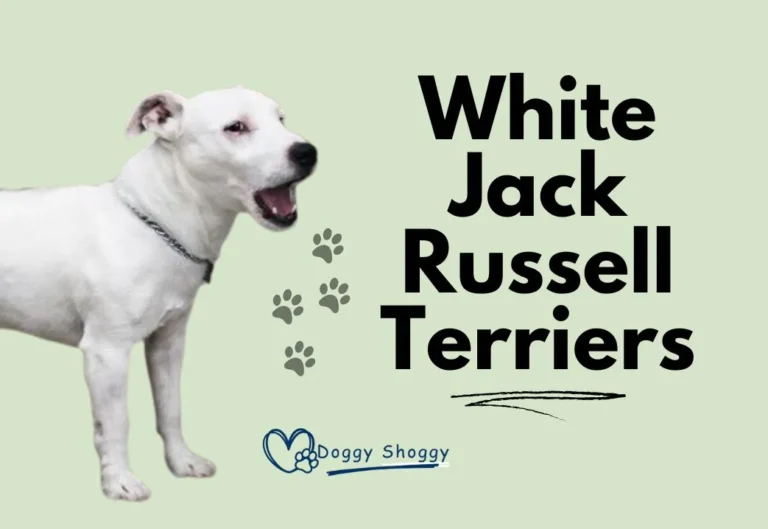 White Jack Russell Terriers