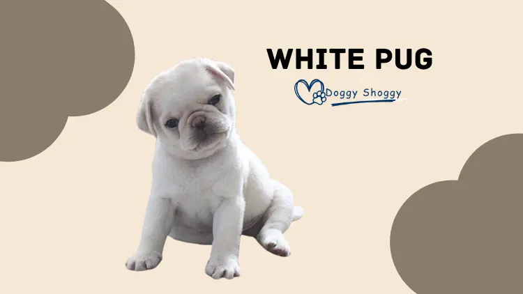 White Pug