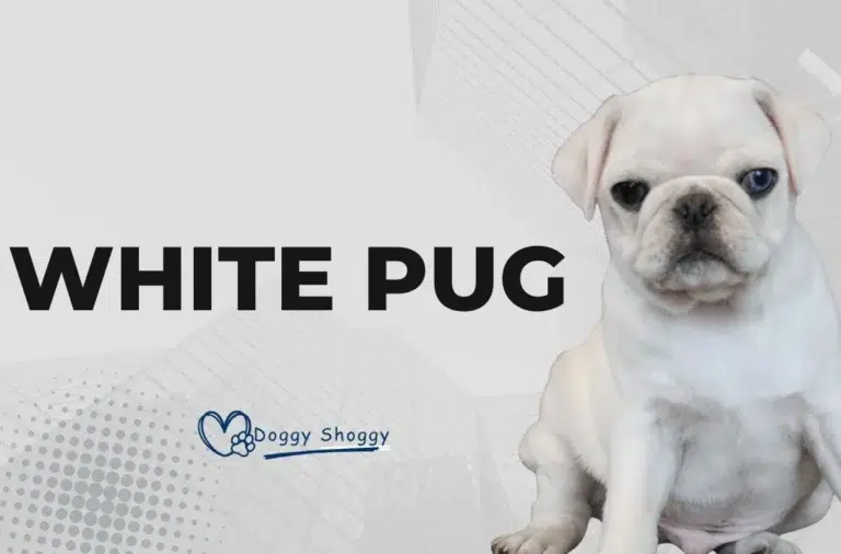 White Pug