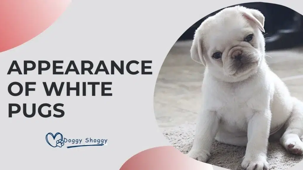 White Pug
