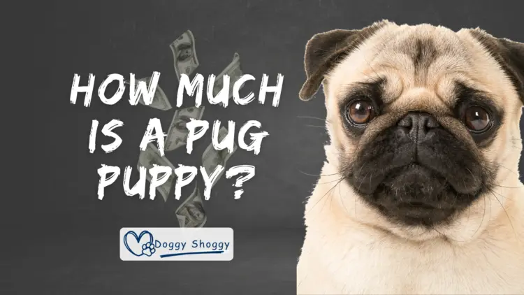 How Much is a Pug Puppy (Actually Cost)?