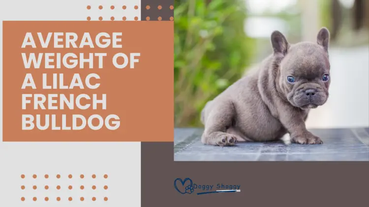 Average Weight of a Lilac French Bulldog