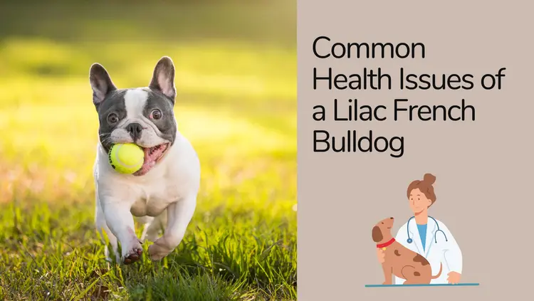 Common Health Issues of a Lilac French Bulldog