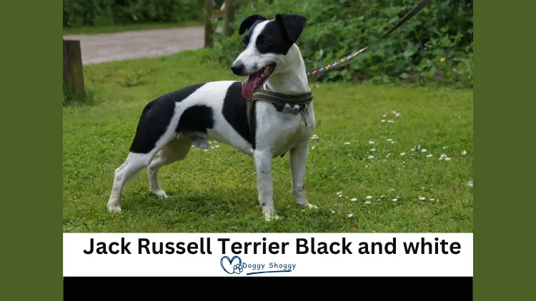 Jack Russell Terrier Black and white