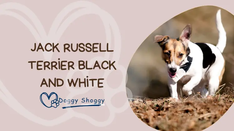 Jack Russell Terrier Black and white