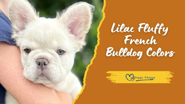 Lilac Fluffy French Bulldog Colors