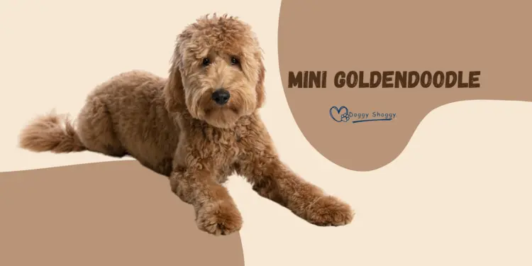 Mini Goldendoodle: Things You Need To Know
