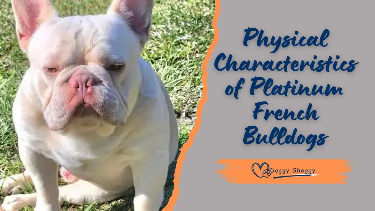 Physical Characteristics of Platinum French Bulldogs