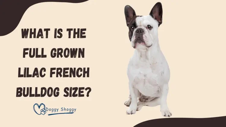 What is the Full Grown Lilac French Bulldog Size?