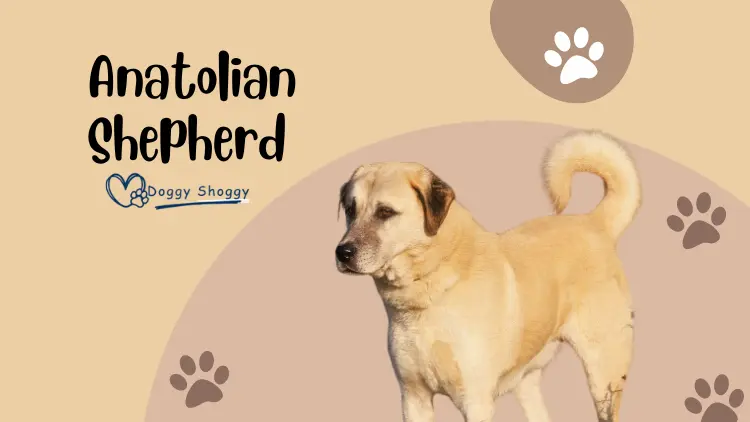 Anatolian Shepherd | History, Traits, and Care