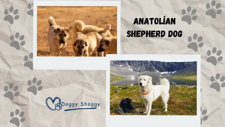 Anatolian Shepherd dog