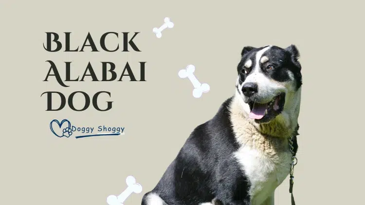 Black Alabai Dog