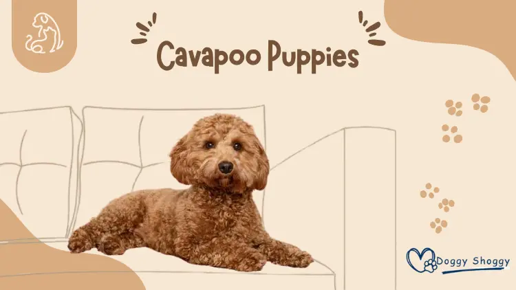 CAVAPOO PUPPIES 