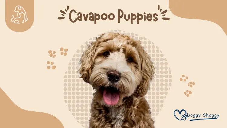 CAVAPOO PUPPIES