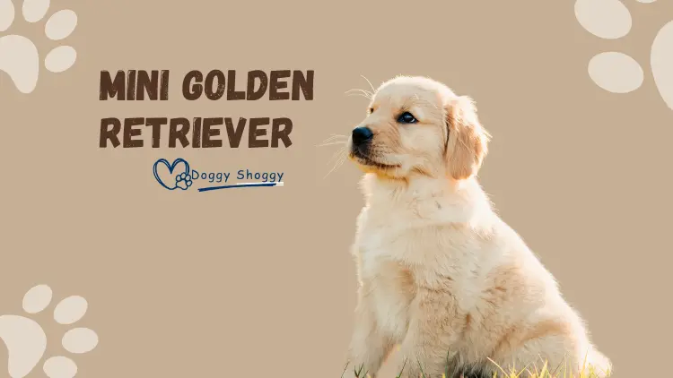 Mini Golden Retriever