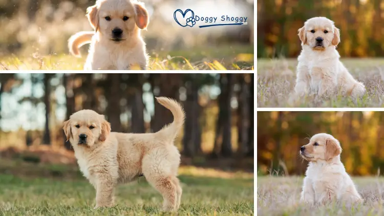 Mini Golden Retriever Puppy