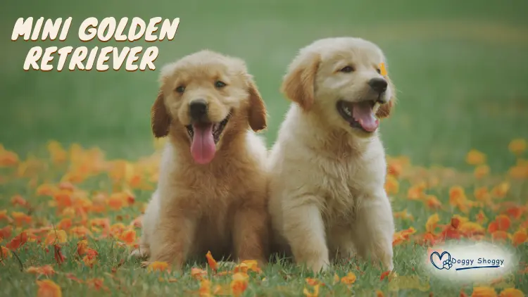 Mini Golden Retriever