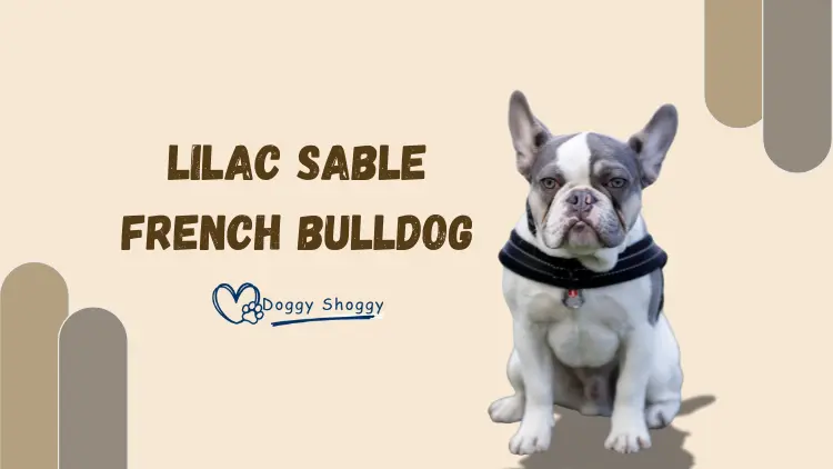 LILAC SABLE FRENCH BULLDOG