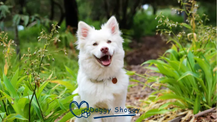 AMERICAN ESKIMO DOG 