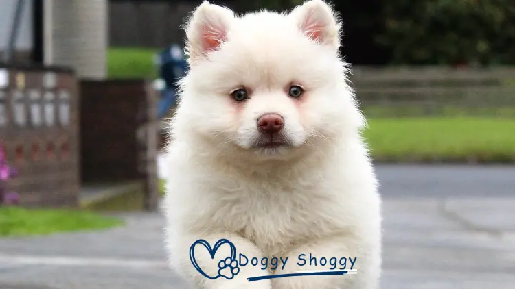 AMERICAN ESKIMO DOG 