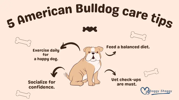 American Bulldog care tips