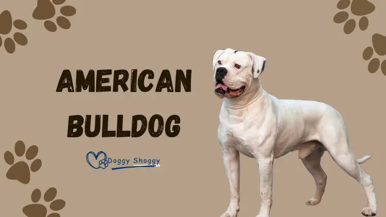 American Bulldog