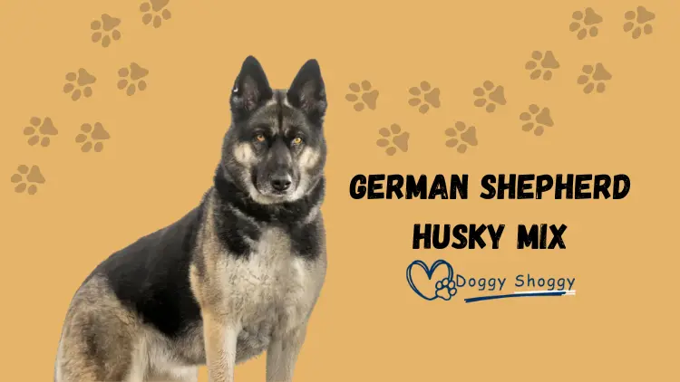 German Shepherd Husky mix