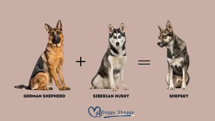 History and Origin of the German Shepherd Husky Mix