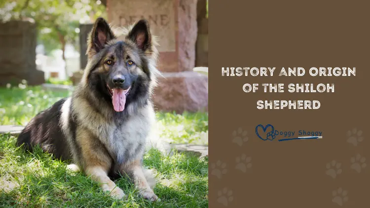 History and Origin of the Shiloh Shepherd