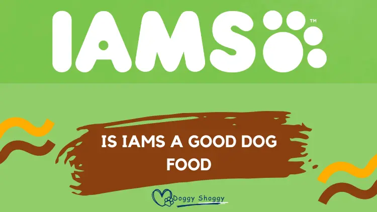 Is IAMS a Good Dog Food